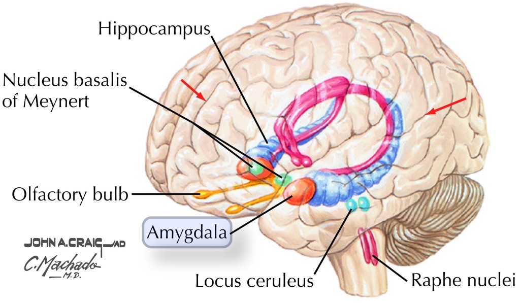 Bildergebnis für amygdala brain