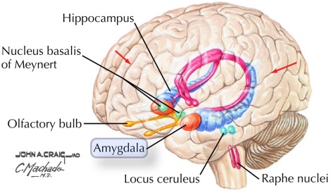The amygdala of the human brain is placed somewhat strategically at dorsomedial part (above and inside) of temporal lobe, anteriorly (in front) of the hippocampus and close to the tail of the caudate nucleus.